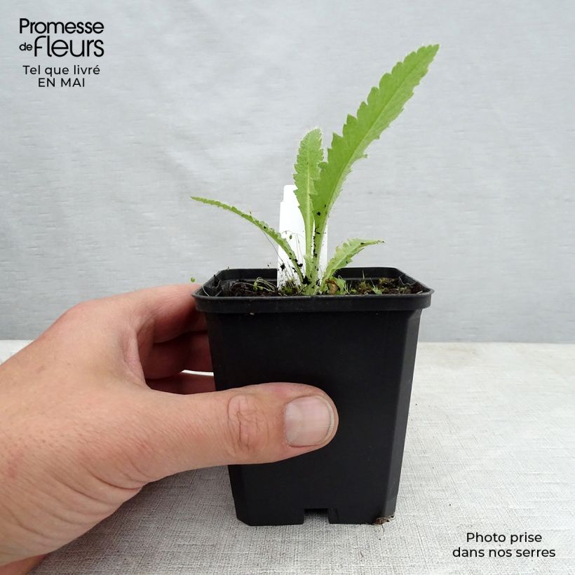 Amapola oriental Manhattan - Papaver orientale Maceta de 8/9 cm Ejemplar entregado en la primavera