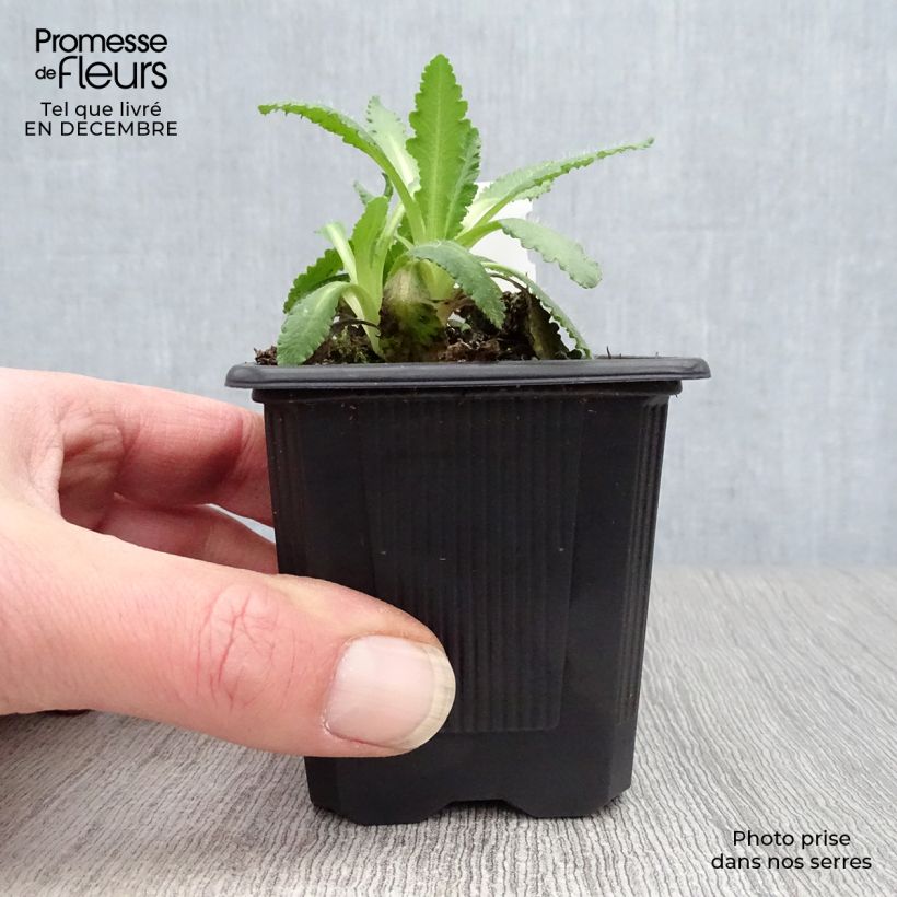 Amapola oriental Manhattan - Papaver orientale Maceta de 8/9 cm Ejemplar entregado en invierno