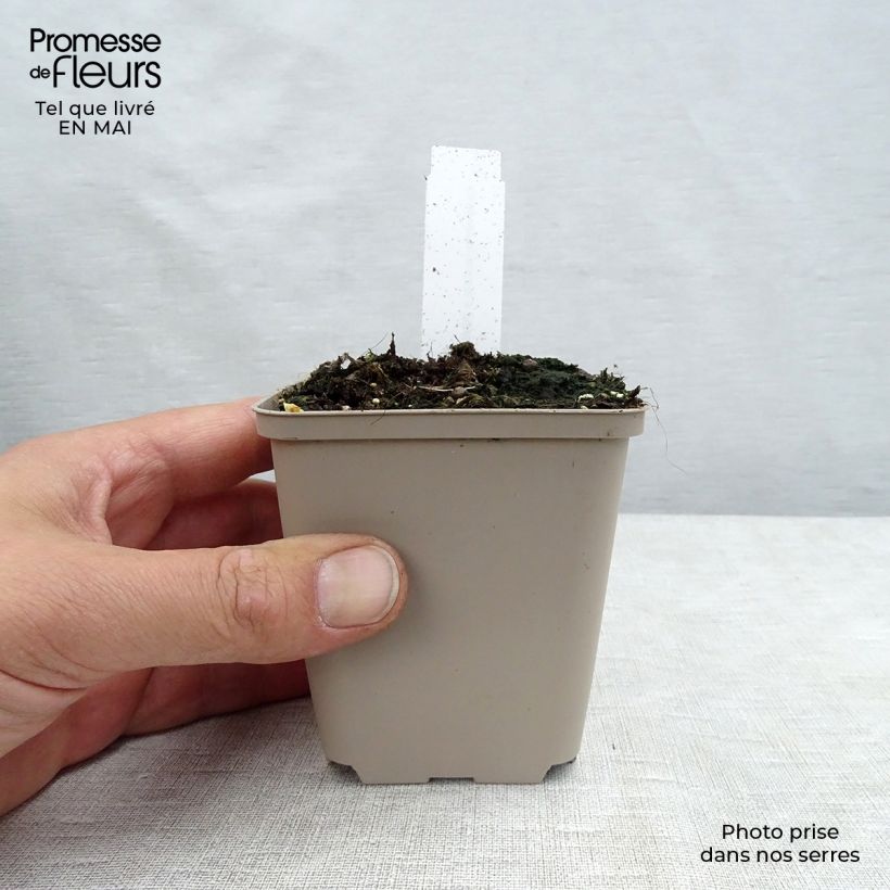 Amapola oriental Perry's White - Papaver orientale Maceta de 8/9 cm Ejemplar entregado en la primavera