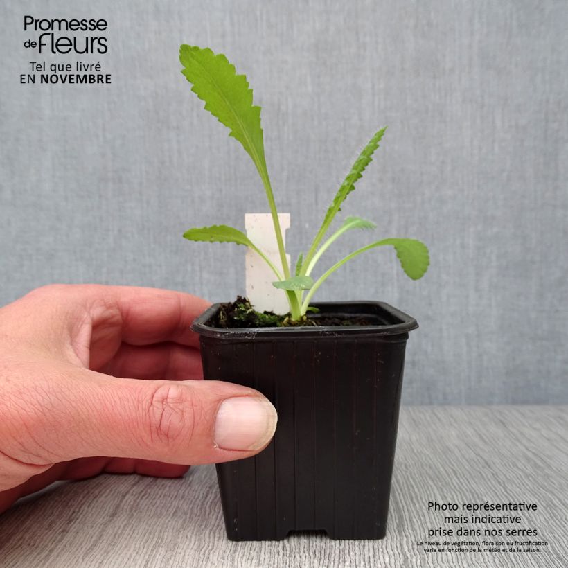 Ejemplar de Amapola oriental Royal Chocolate Distinction - Papaver orientale Maceta de 8/9 cm entregado en otoño
