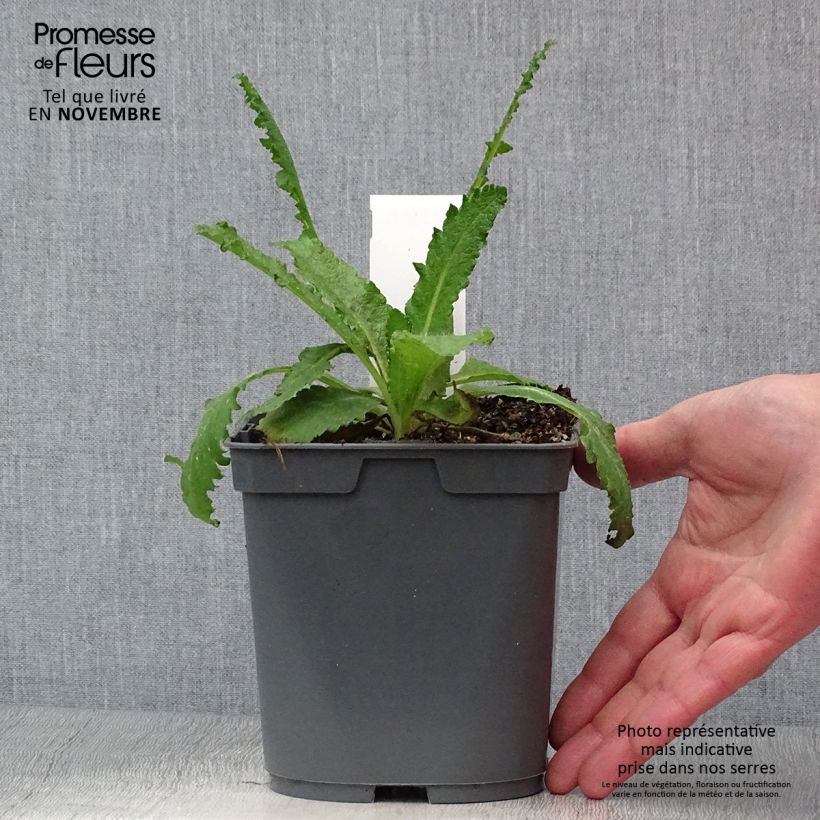 Ejemplar de Amapola oriental Royal Wedding - Papaver orientale Maceta 2L/3L entregado en otoño