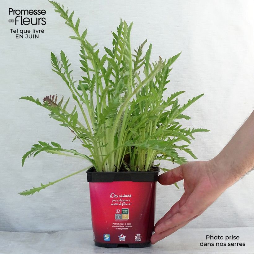 Ejemplar de Amapola oriental Allegro - Papaver orientale Maceta 2L/3L entregado en verano