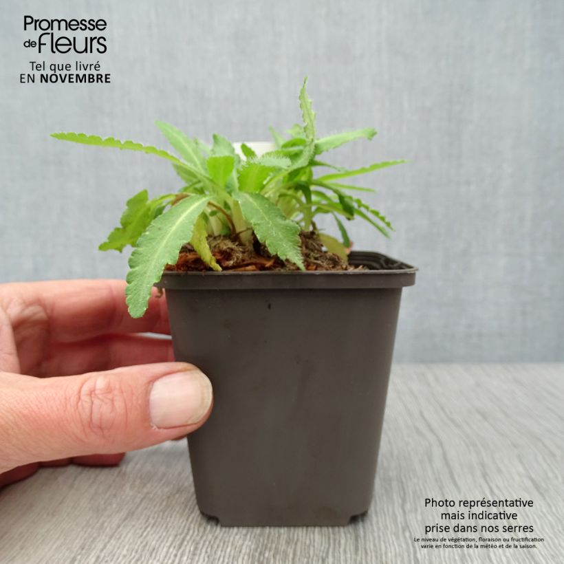 Ejemplar de Amapola oriental Patty's Plum - Papaver orientale Maceta de 8/9 cm entregado en otoño