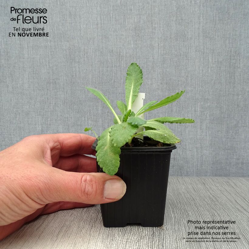 Ejemplar de Amapola oriental Perry's White - Papaver orientale Maceta de 8/9 cm entregado en otoño