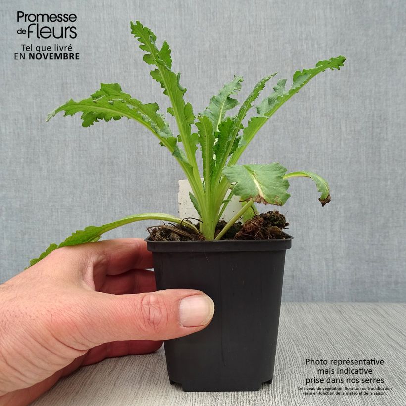 Ejemplar de Amapola oriental Princess Victoria Louise - Papaver orientale Maceta de 7/8 cm entregado en otoño