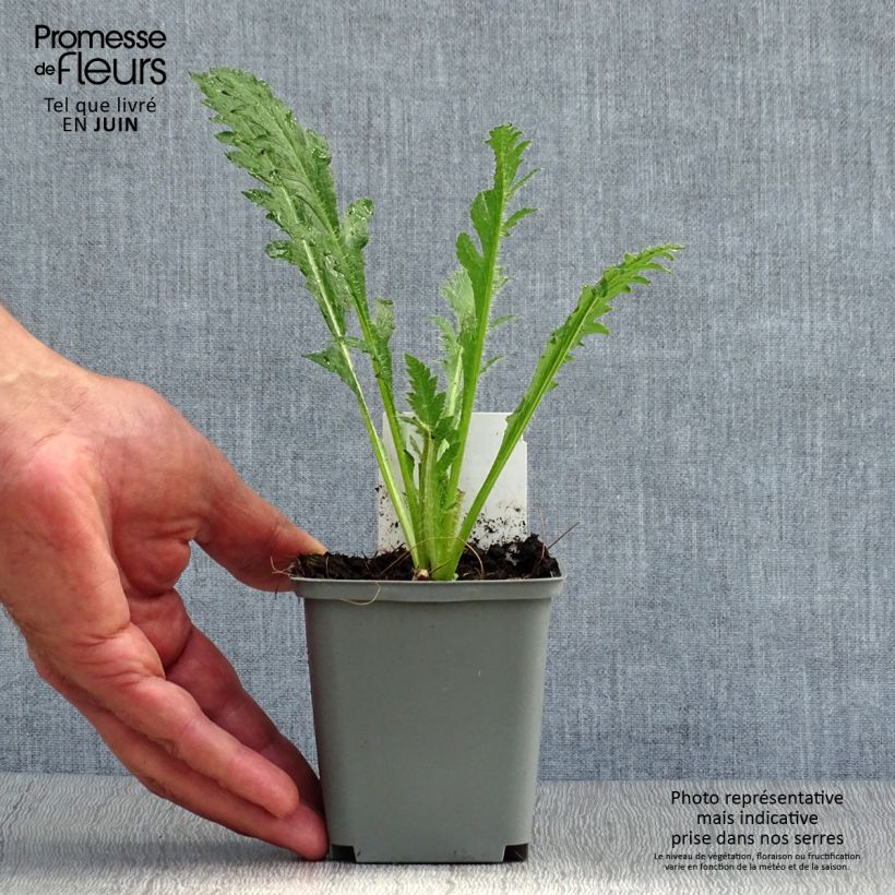 Ejemplar de Amapola oriental Princess Victoria Louise - Papaver orientale Maceta de 7/8 cm entregado en verano
