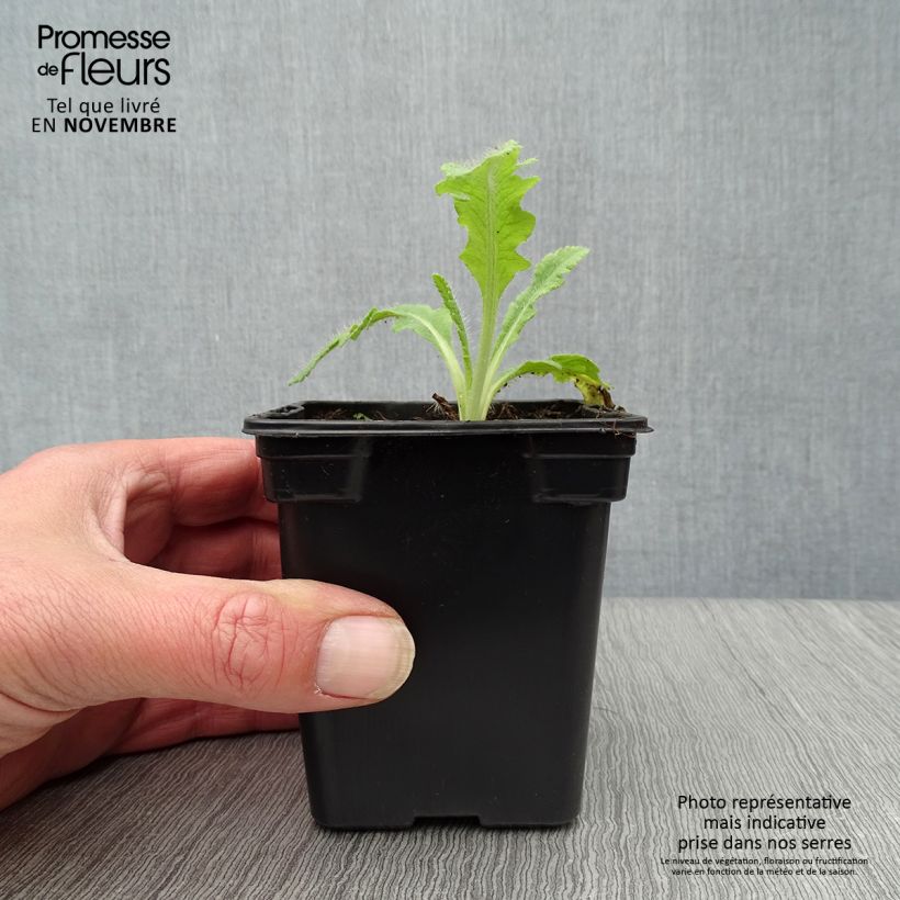 Ejemplar de Amapola oriental Allegro - Papaver orientale Maceta de 7/8 cm entregado en otoño