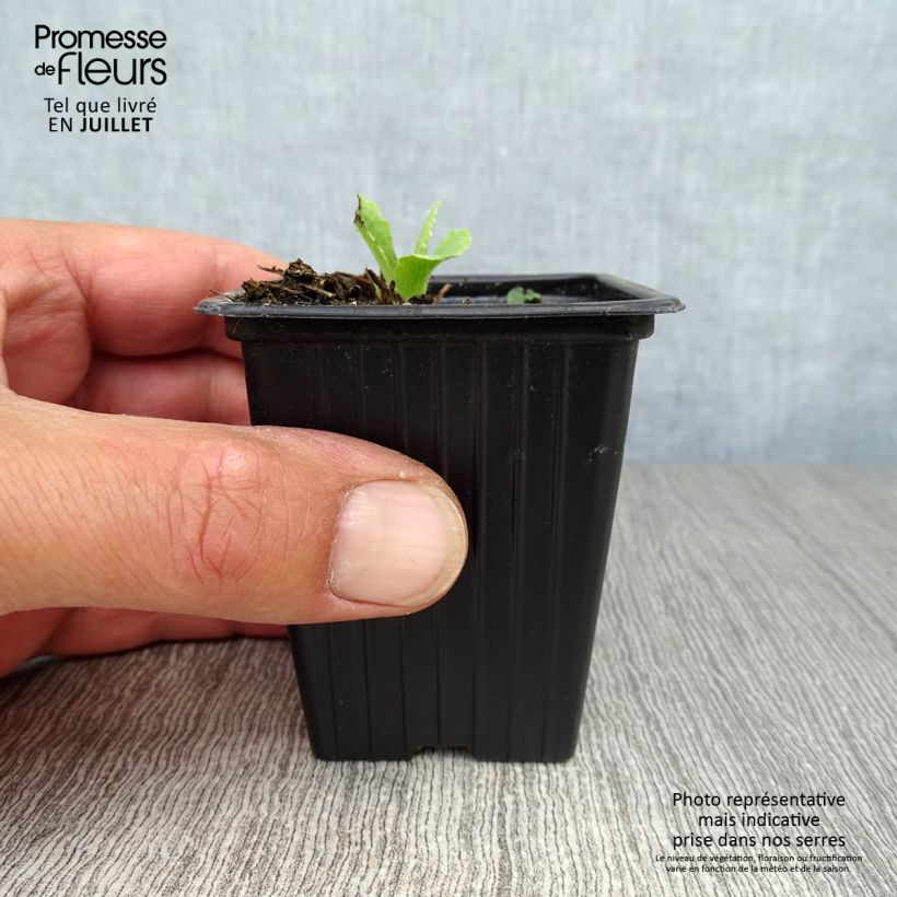 Ejemplar de Amapola oriental Allegro - Papaver orientale Maceta de 7/8 cm entregado en verano