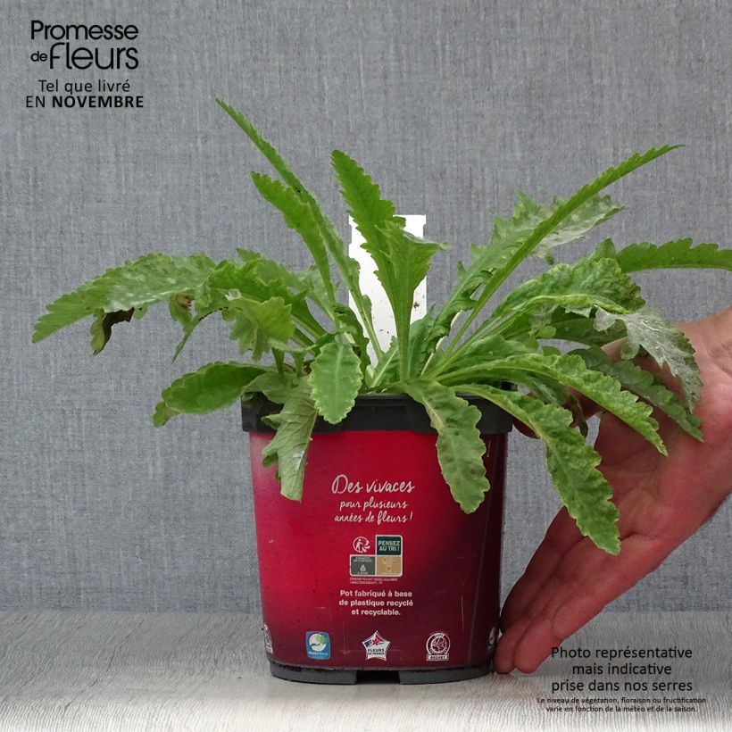 Ejemplar de Amapola oriental Allegro - Papaver orientale Maceta 2L/3L entregado en otoño