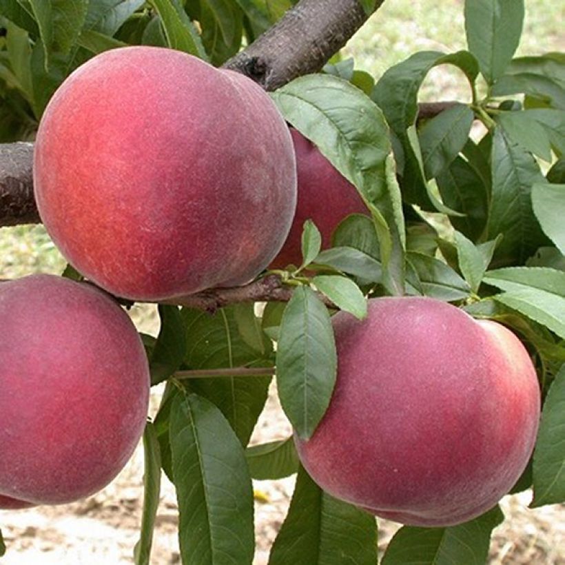 Melocotonero Anita (Cosecha)