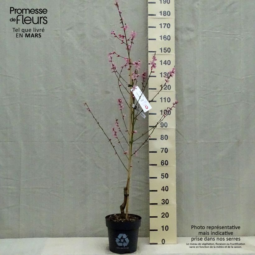 Melocotonero Bénédicte Maceta 7,5L/10L, CopaAltura de entrega aprox. 125/150cm Ejemplar entregado en la primavera
