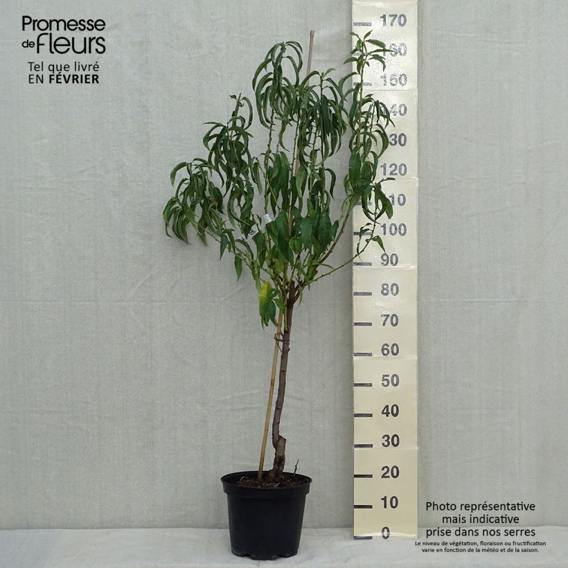 Ejemplar de Melocotonero Charles Ingouf Maceta 7,5L/10L, Copa entregado en otoño