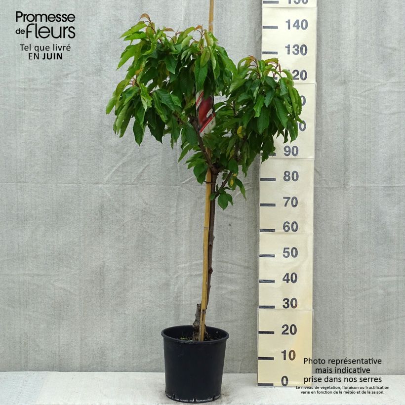 Melocotonero Dixired Maceta 7,5L/10L, Copa Ejemplar entregado en la primavera