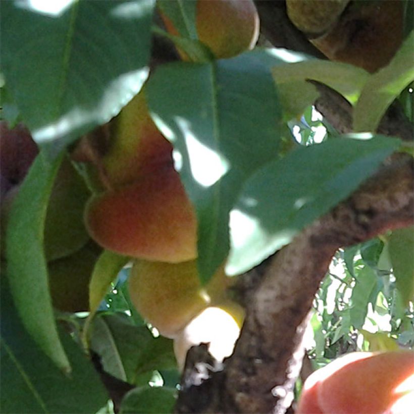 Melocotonero Peento (Cosecha)