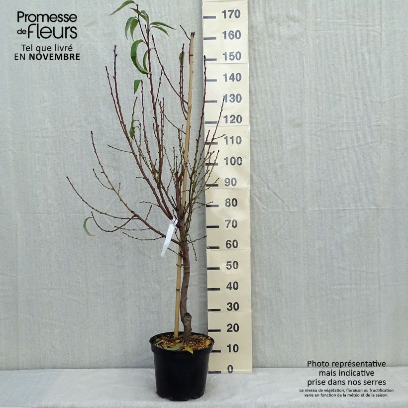 Ejemplar de Melocotonero Sanguine vineuse Maceta 7,5L/10L, CopaAltura de entrega aprox. 140/160cm entregado en otoño