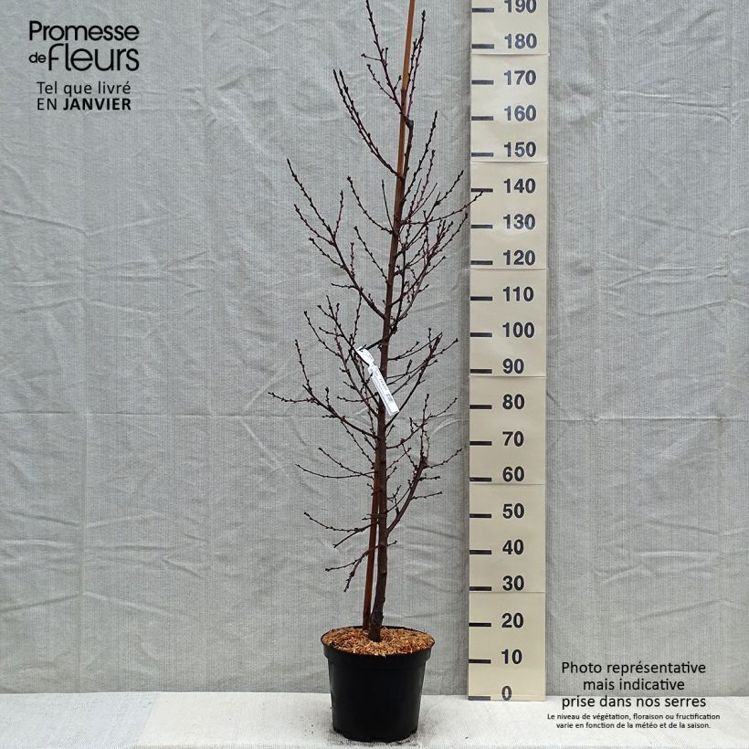 Prunus persica Taoflora Pink Maceta 7,5L/10L Ejemplar entregado en invierno