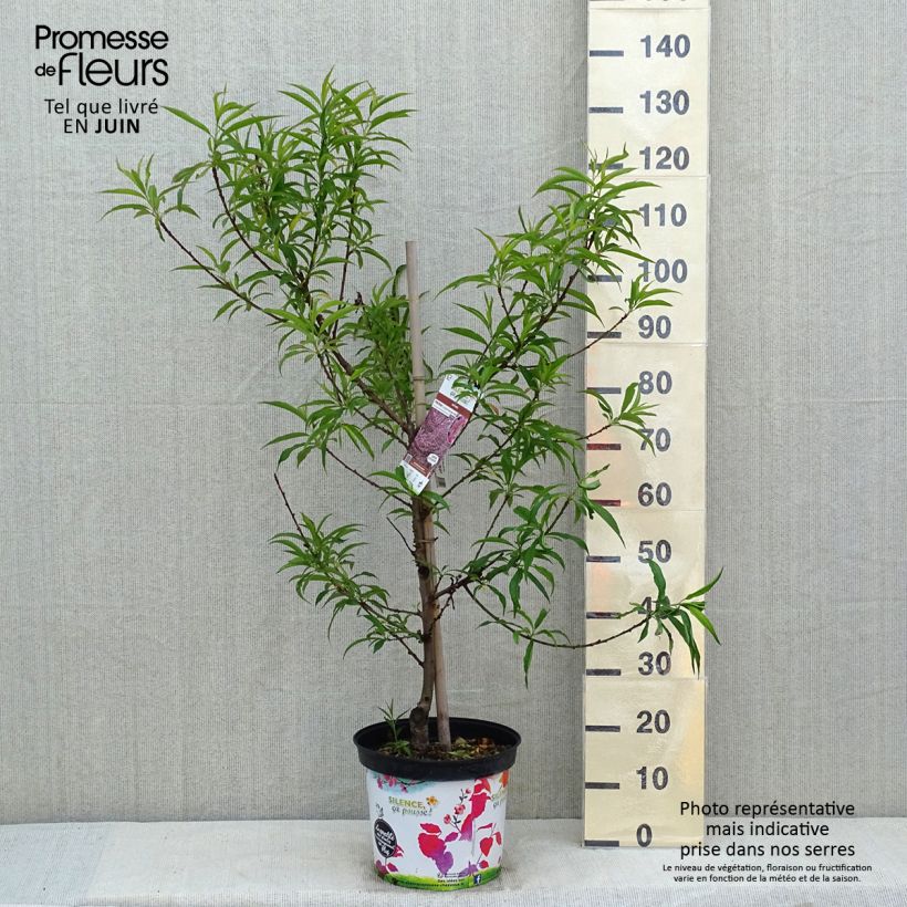 Prunus persica Taoflora Pink Maceta 7,5L/10LAltura de entrega aprox. 190/200cm Ejemplar entregado en la primavera