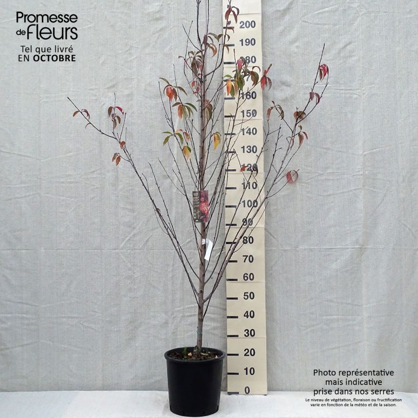 Ejemplar de Prunus persica Taoflora Red Maceta 7,5L/10L entregado en otoño