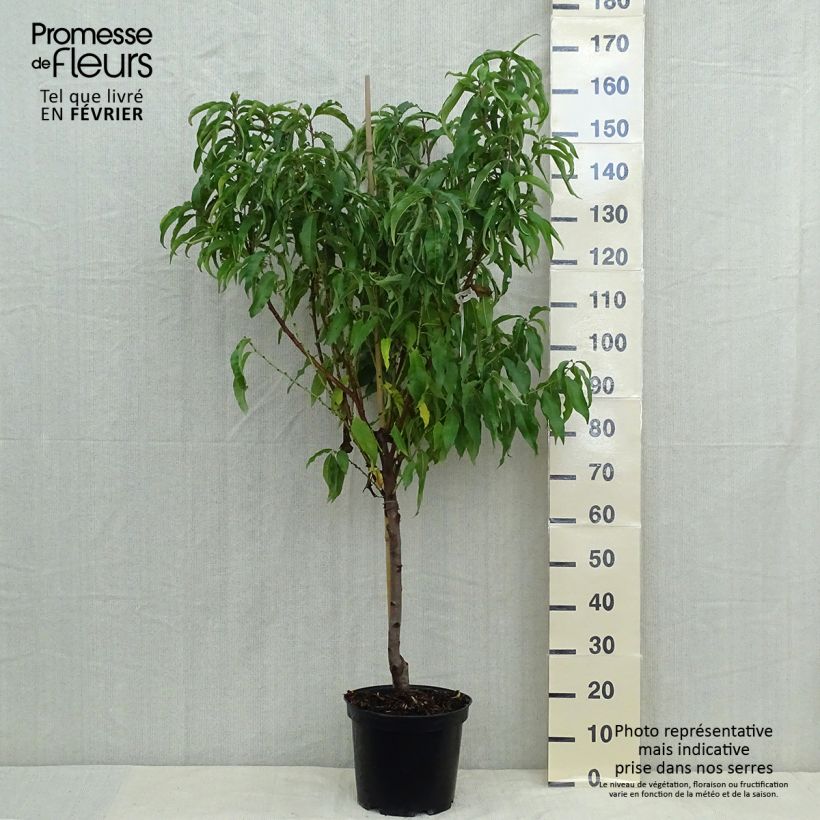 Ejemplar de Melocotonero de viña amarilla Maceta 7,5L/10L, Copa entregado en otoño