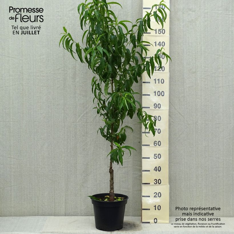 Ejemplar de Melocotonero blanca de Vigne Maceta 7,5L/10L, CopaAltura de entrega aprox. 140/160cm entregado en verano