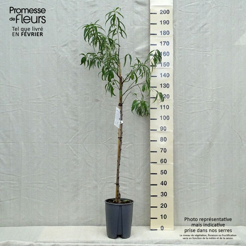 Ejemplar de Melocotonero blanca de Vigne Maceta 7,5L/10L, Medio talloAltura de entrega aprox. 200/220cm entregado en otoño
