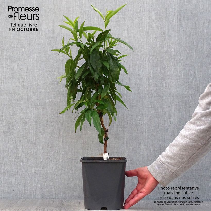 Ejemplar de Melocotonero enano Fruit Me Peach Me Red Maceta 4L/5L, Enano entregado en otoño