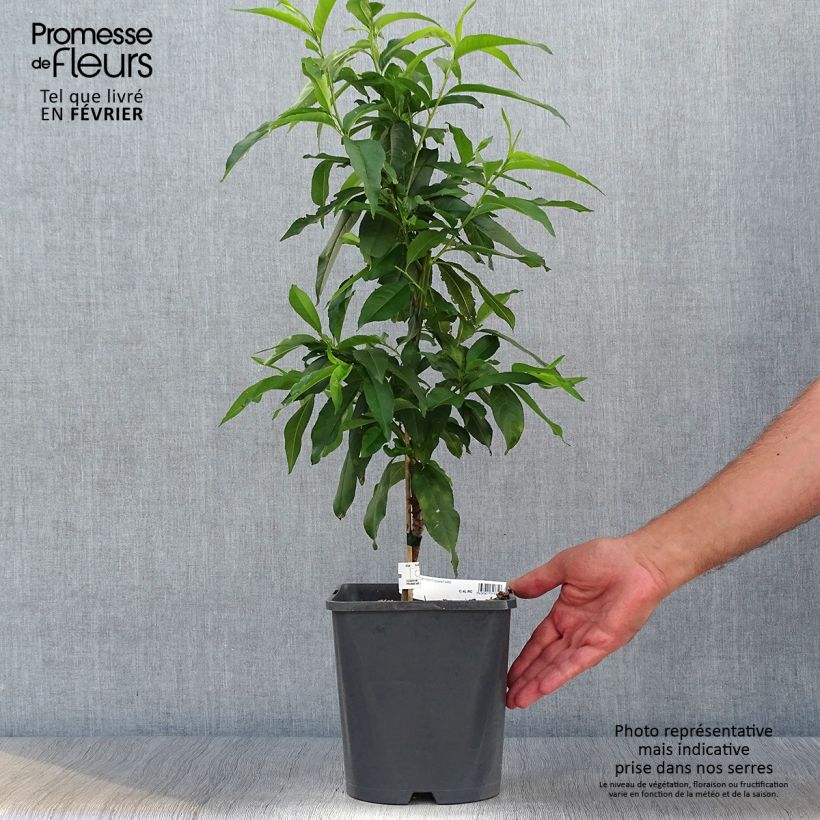 Ejemplar de Melocotonero enano Fruit Me Peach Me Yellow Maceta 4L/5L, Enano entregado en otoño