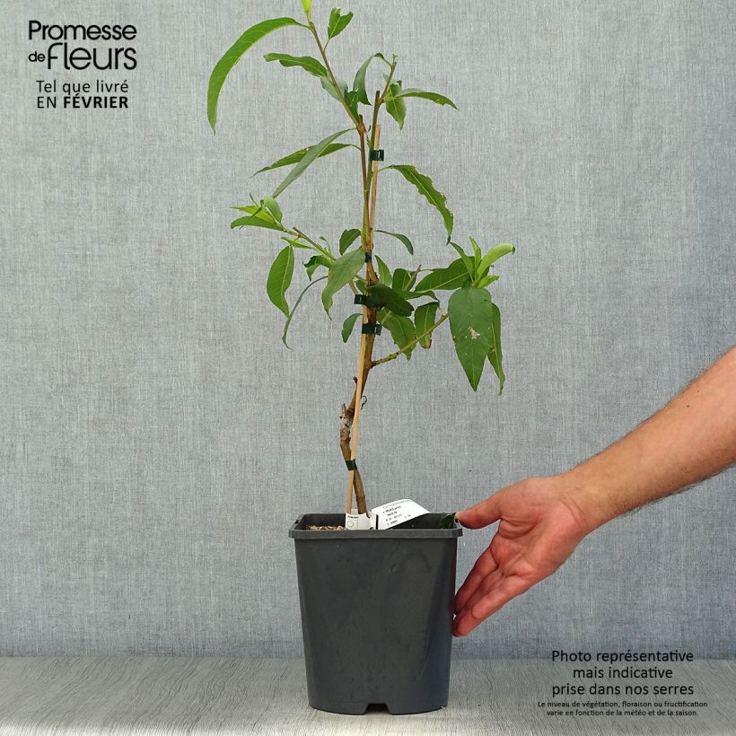 Ejemplar de Nectarina enana Fruit Me Necta Me Maceta 4L/5L, Enano entregado en otoño