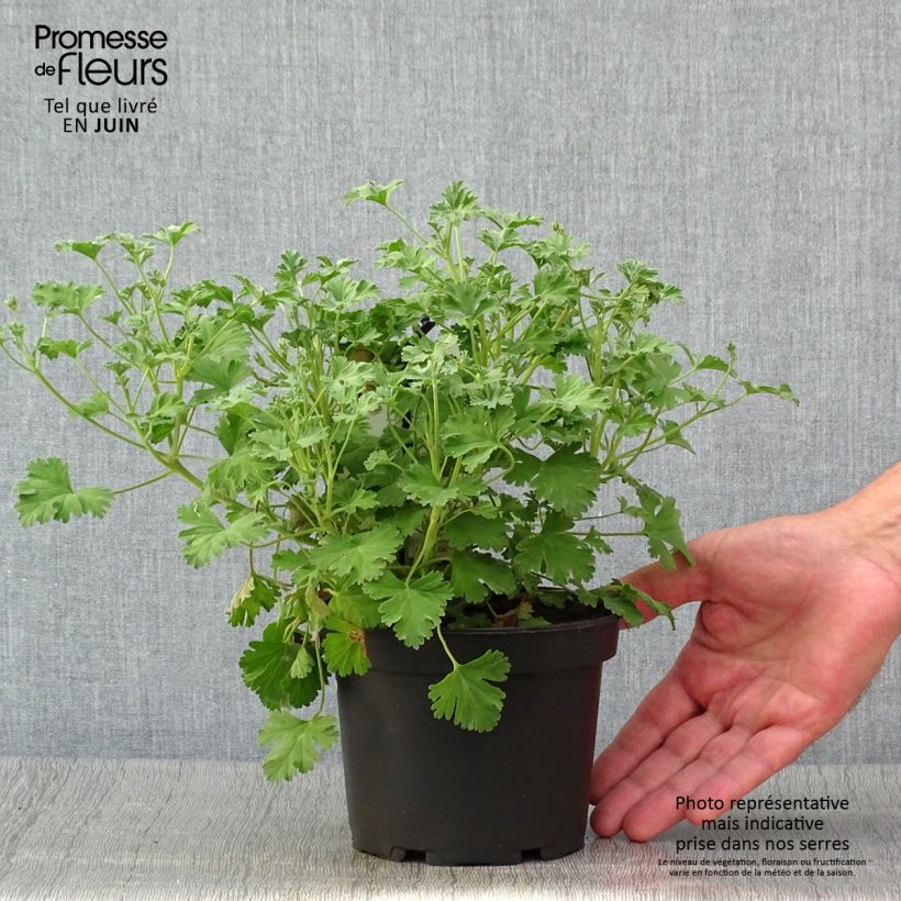 Ejemplar de Geranio Ardwick Cinnamon- Pelargonium Maceta 1,5L/2L entregado en verano