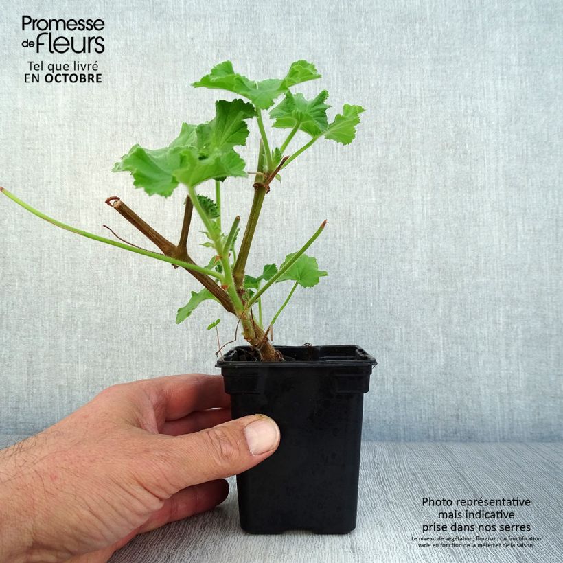 Ejemplar de Geranio Atomic Snowflake- Pelargonium Maceta de 7/8 cm entregado en otoño
