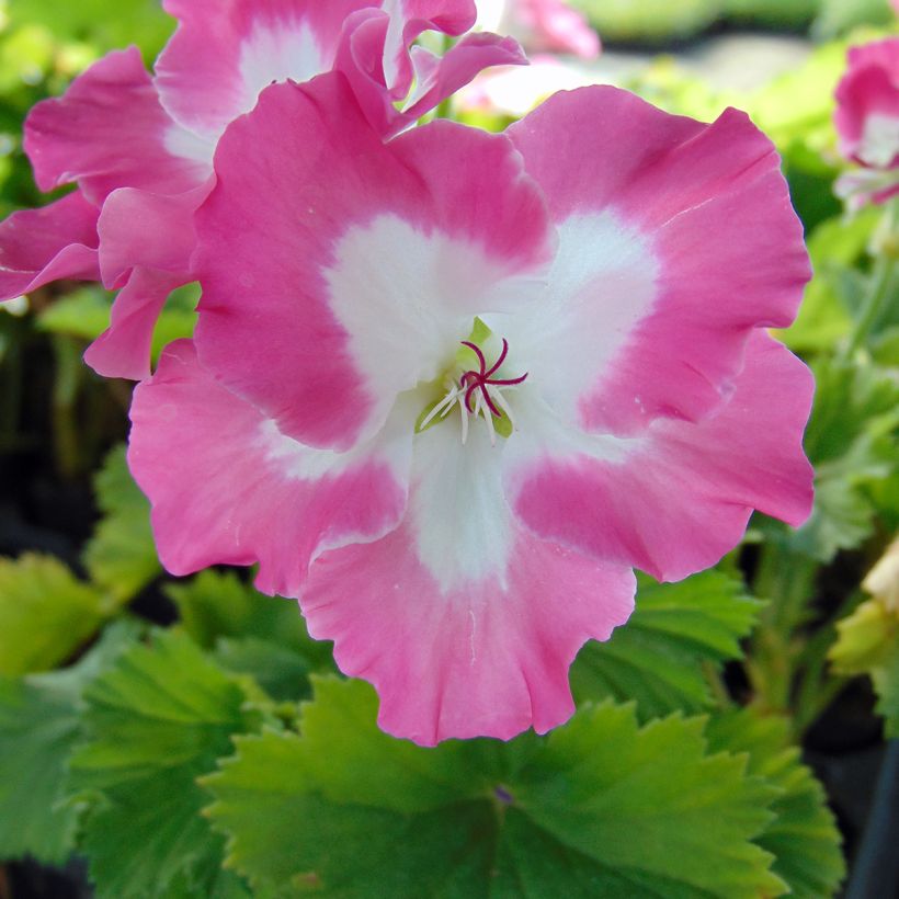 Geranio Bermuda Pink- Pelargonium (Floración)