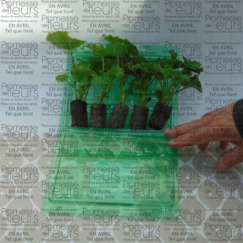 Ejemplo de ejemplar de Geranio Bermuda Pink- Pelargonium minicepellón: Ø 3/4 cm tal y como se entrega