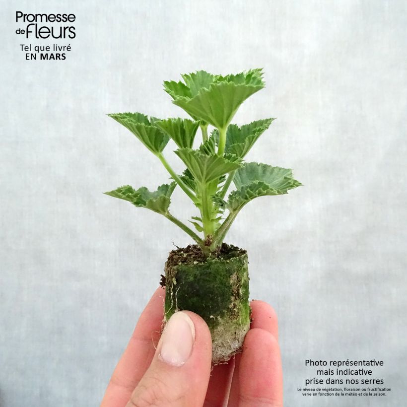 Geranio Cynthia- Pelargonium minicepellón: Ø 3/4 cm Ejemplar entregado en la primavera