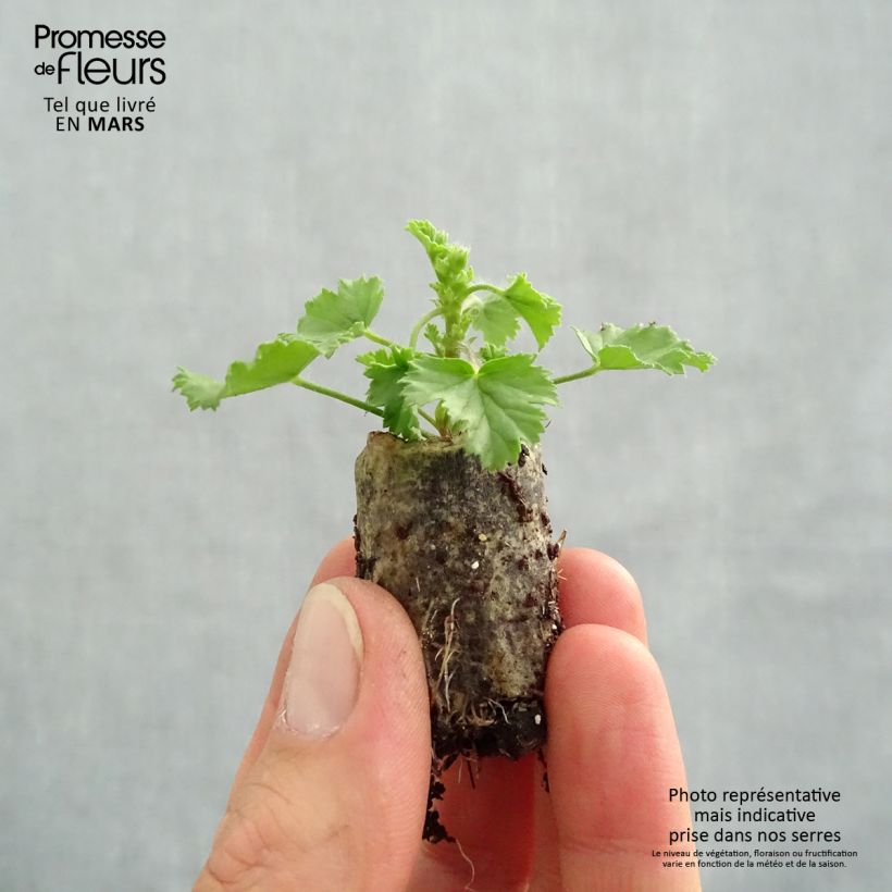 Geranio Angel Eyes Magenta- Pelargonium minicepellón: Ø 3/4 cm Ejemplar entregado en la primavera