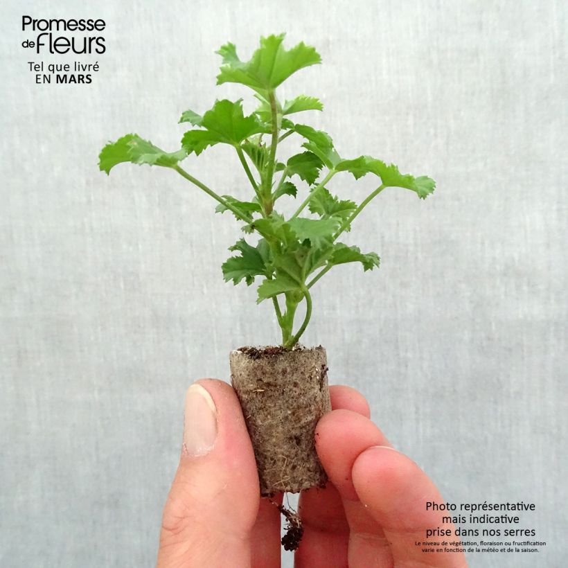 Geranio Angel Eyes Randy- Pelargonium minicepellón: Ø 3/4 cm Ejemplar entregado en la primavera