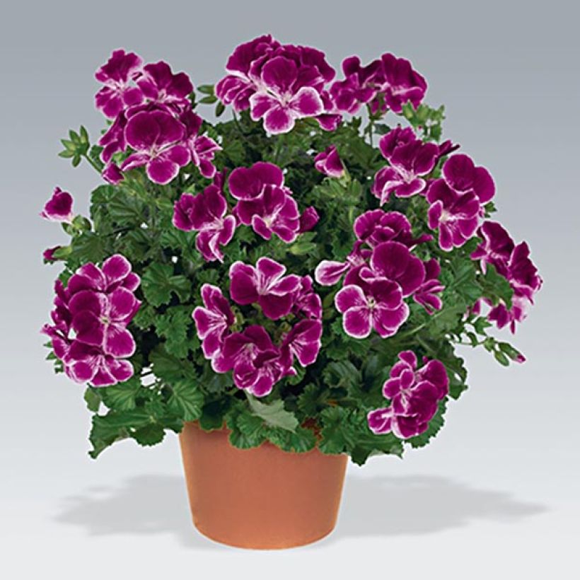 Geranio Angeleyes Burgundy- Pelargonium (Porte)