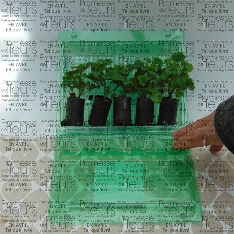 Ejemplo de ejemplar de Geranio Angeleyes Burgundy- Pelargonium minicepellón: Ø 3/4 cm tal y como se entrega