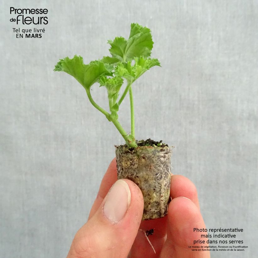 Geranio Angel's Perfume- Pelargonium minicepellón: Ø 3/4 cm Ejemplar entregado en la primavera
