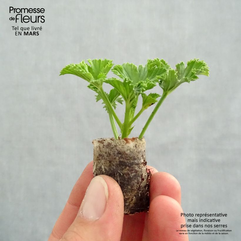 Geranio Candy Flowers White- Pelargonium minicepellón: Ø 3/4 cm Ejemplar entregado en la primavera