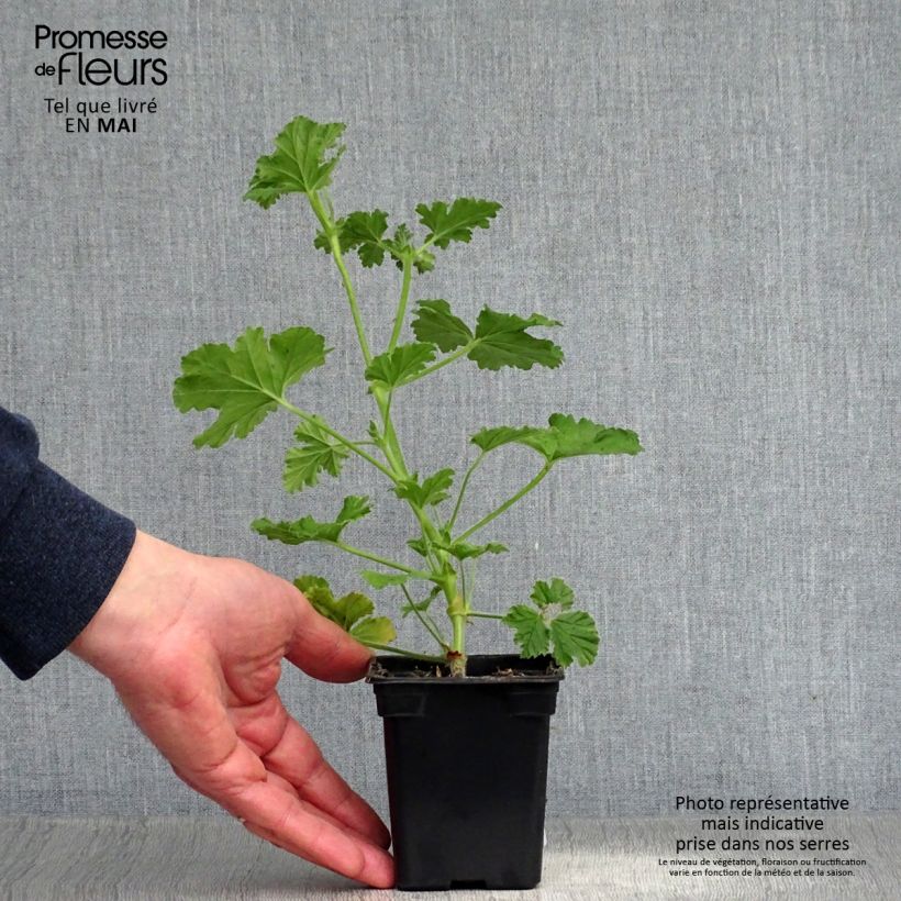 Geranio Attar of Roses- Pelargonium Maceta de 7/8 cm Ejemplar entregado en la primavera