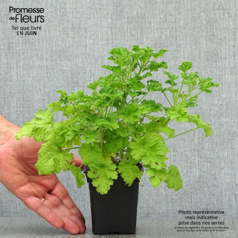 Ejemplar de Geranio Concolor Lace- Pelargonium Maceta de 7/8 cm entregado en verano