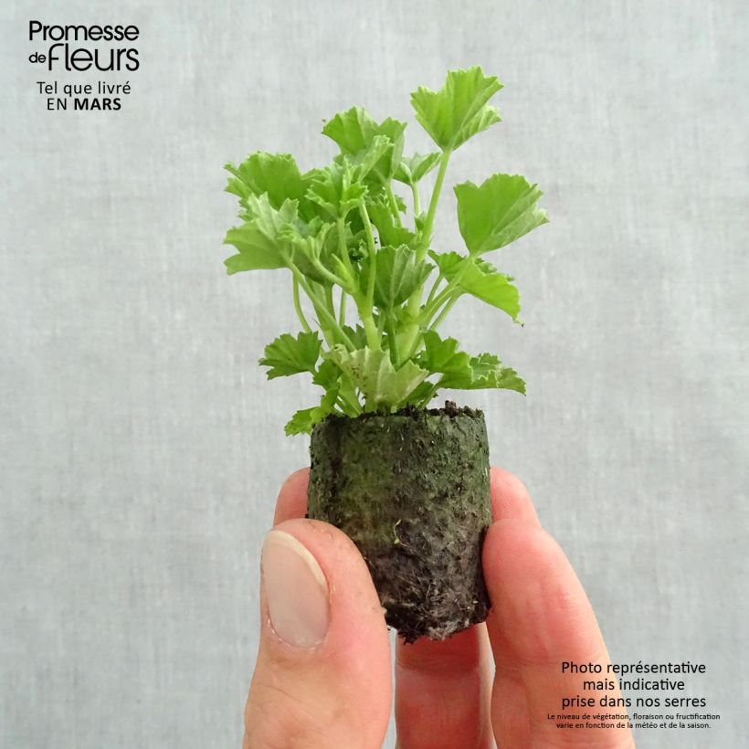 Geranio Mosquitaway Megan- Pelargonium minicepellón: Ø 3/4 cm Ejemplar entregado en la primavera