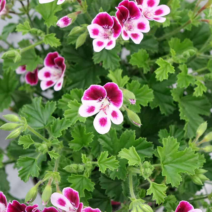 Geranio Mosquitaway Nova- Pelargonium (Floración)