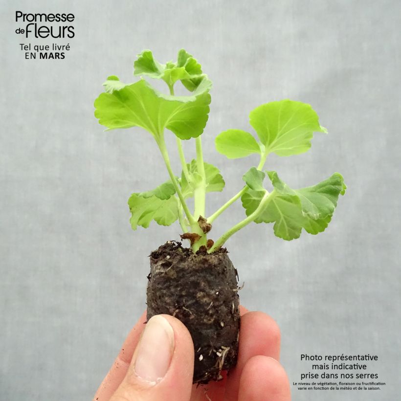 Geranio Mosquitaway Nova- Pelargonium minicepellón: Ø 1,5/2,5 cm Ejemplar entregado en la primavera