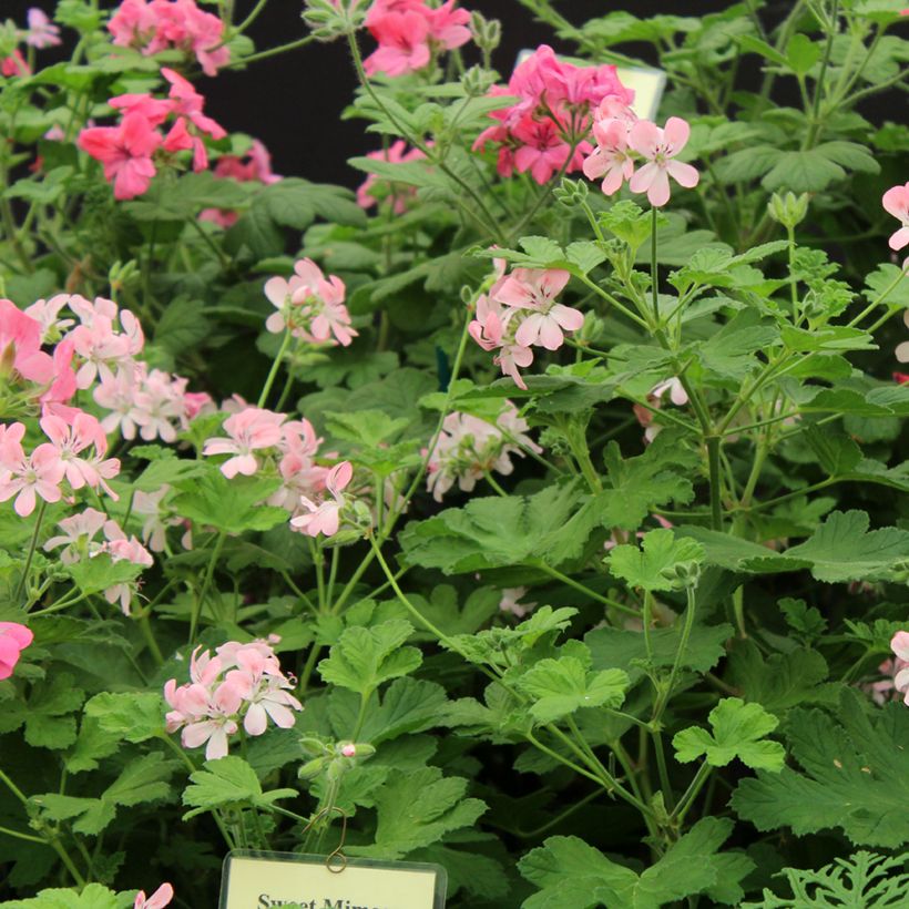 Geranio Sweet Mimosa- Pelargonium (Floración)
