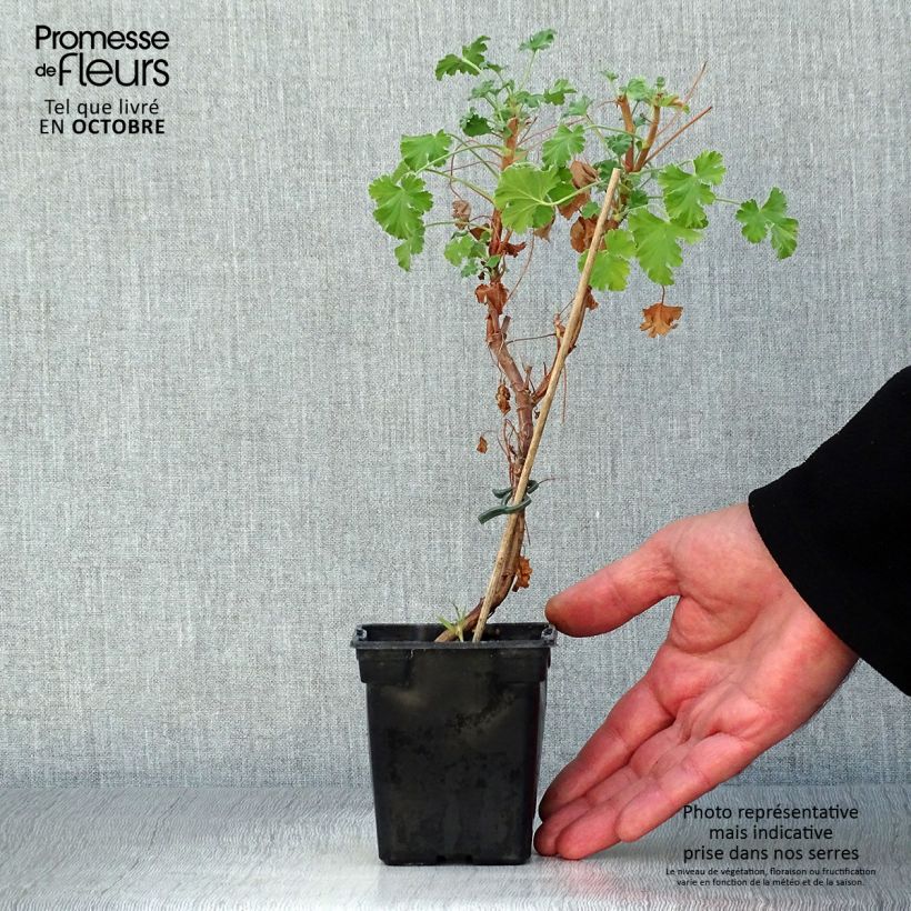 Ejemplar de Pelargonium fragrans - Geranio de olor Maceta de 7/8 cm entregado en otoño