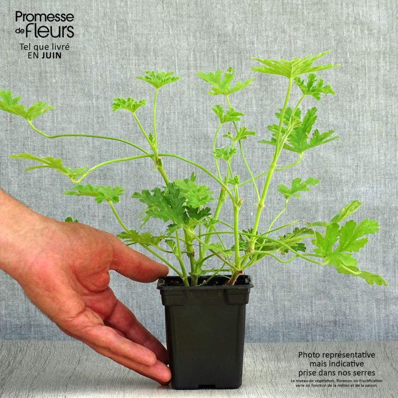 Ejemplar de Geranio graveolens- Pelargonium Maceta de 7/8 cm entregado en verano