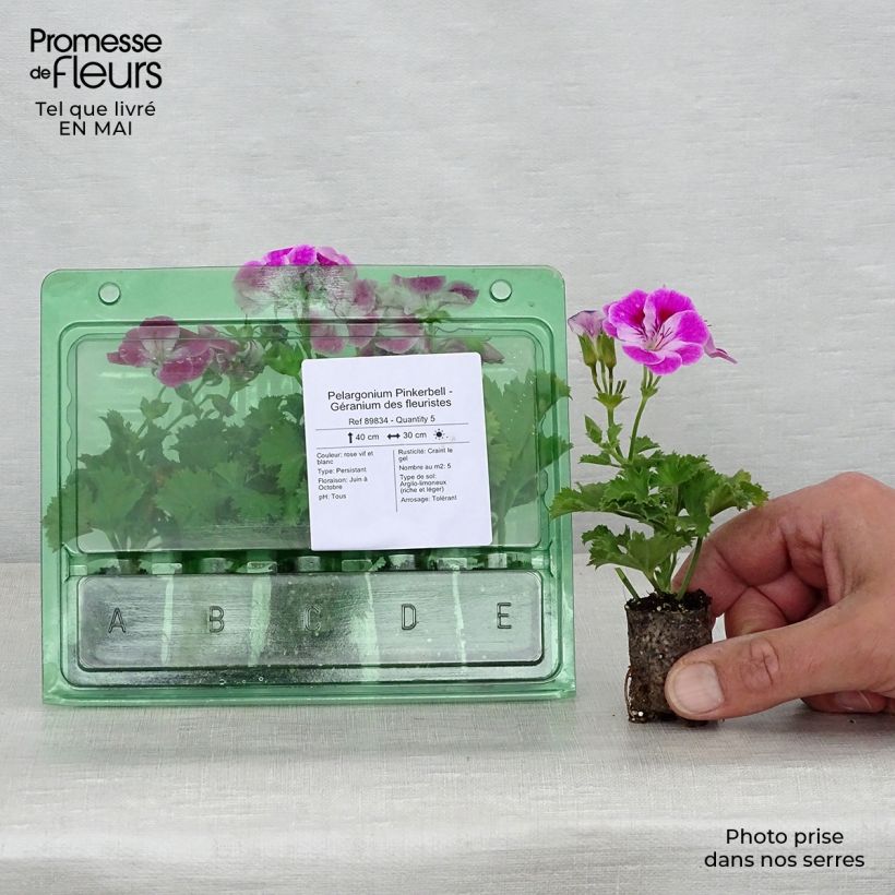 Geranio Pinkerbell- Pelargonium minicepellón: Ø 3/4 cm Ejemplar entregado en la primavera