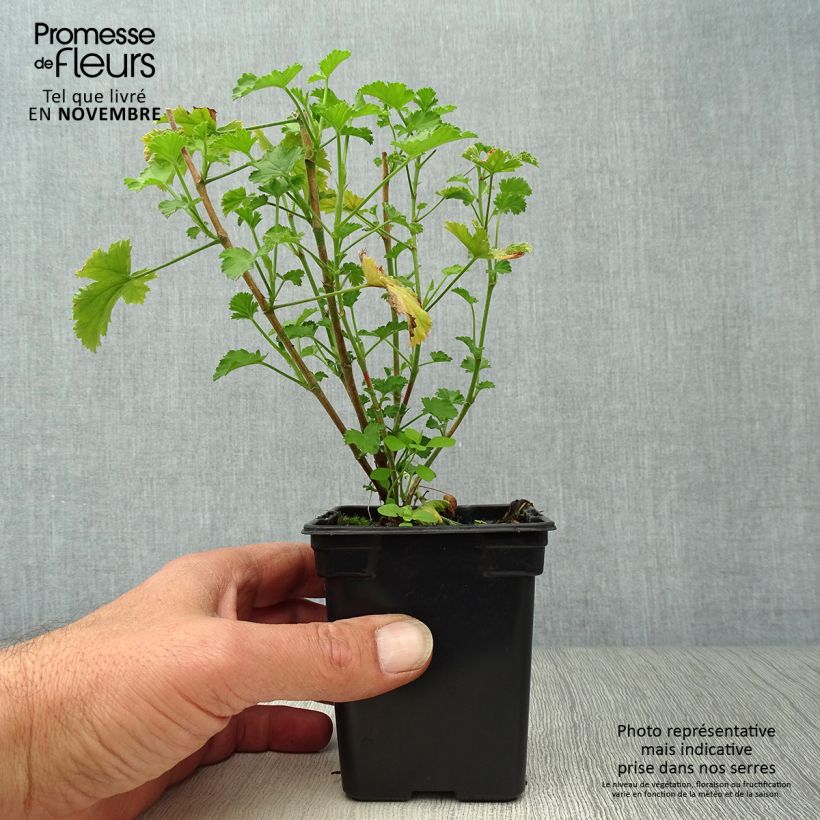 Ejemplar de Geranio citriodorum Prince Of Orange- Pelargonium Maceta de 7/8 cm entregado en otoño