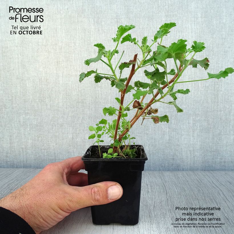 Ejemplar de Geranio crispum Prince Rupert - Geranio limón Maceta de 7/8 cm entregado en otoño
